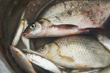 Caught fish lies in the basin
