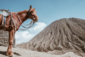 horse on Mount Bromo volcano (Gunung Bromo) at Bromo Tengger Semeru National Park, East Java,...