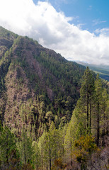 Fototapeta na wymiar Pines and mountains in the islando of Tenerife