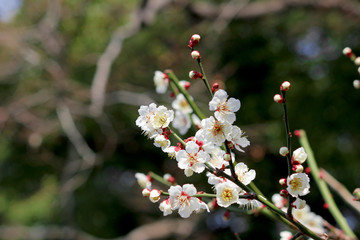 Japanese plum blossoms in early spring