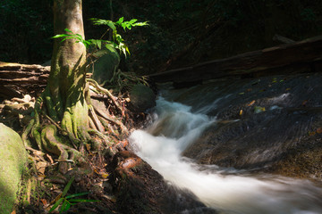 Naklejka na ściany i meble A River Stream Flowing Through A Tree Root