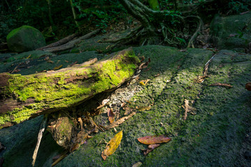 Old Rotten Branch Stranded On A Rock