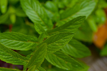 Spearmint plant