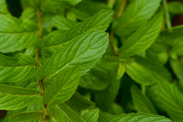 Spearmint leaves