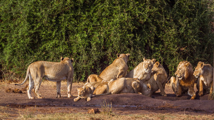 African lion in Kruger National park, South Africa;  ; Specie Panthera leo family of Felidae