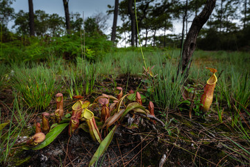 tropical pitcher plants