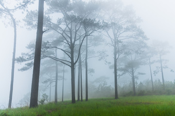 Beautiful landscape with mist