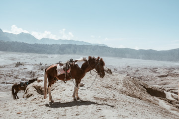 Fototapeta na wymiar horse on Mount Bromo volcano (Gunung Bromo) at Bromo Tengger Semeru National Park, East Java, Indonesia.