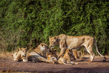 African lion in Kruger National park, South Africa;  ; Specie Panthera leo family of Felidae