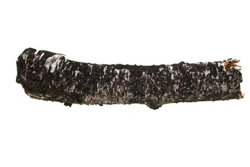 bark isolated on white background