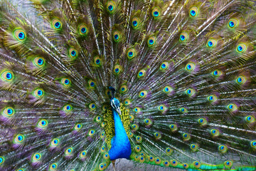 Naklejka premium peacock with feathers out