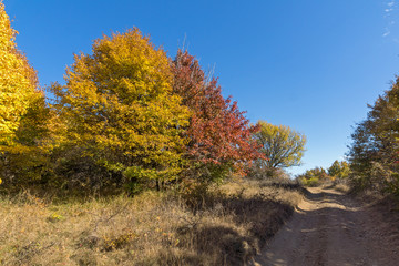 Obraz premium Amazing Autumn Panorama of Cherna Gora (Monte Negro) mountain, Pernik Region, Bulgaria