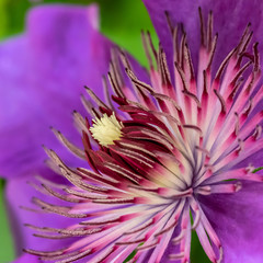 Macro of center of purple flower
