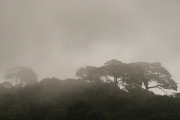 Fototapeta na wymiar Tropical rainforest with fog in Mae Sot, Tak province, Thailand.