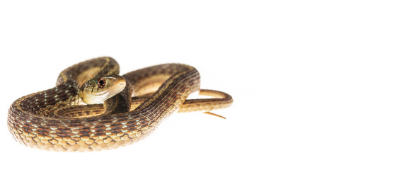 Garter snake curled up on white: wide