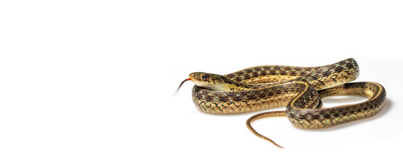 Garter snake curled up, tongue out, on white: wide