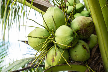 close up coconuts tree in Thailand tropical 