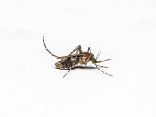 Zica virus aedes aegypti mosquito isolated on white walls.