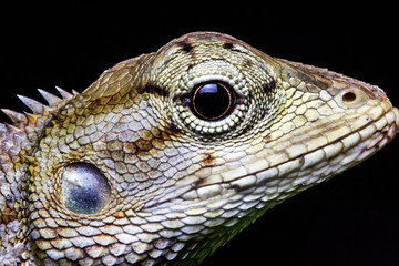 Marco chameleon isolated on background black beautiful