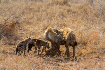 Fototapeta na wymiar Spotted hyaena in Kruger National park, South Africa ; Specie Crocuta crocuta family of Hyaenidae