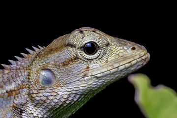 Marco chameleon isolated on background black beautiful