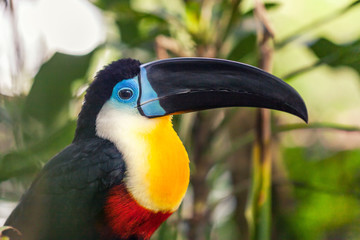 An exotic beautiful big black toucan with a black beak.