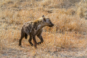 Spotted hyaena in Kruger National park, South Africa ; Specie Crocuta crocuta family of Hyaenidae