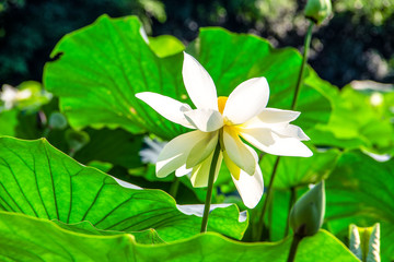 Lotus blooming in the pond