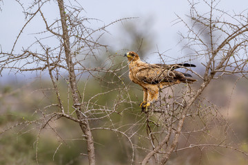 Wahlberg s Eagle in Kruger National park, South Africa ; Specie Hieraaetus wahlbergi family of Accipitridae