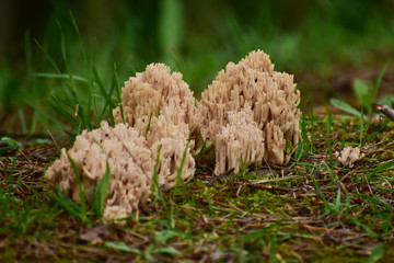 群生するソウメンタケ