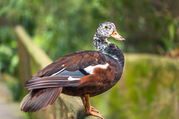 The whistling ducks or tree ducks brown color with white head