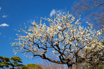 Plun blossoms in Koishikawa Korakuen Park