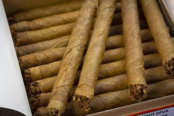 cigar on black background