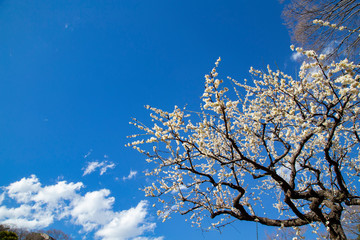 Plun blossoms in Koishikawa Korakuen Park