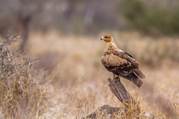 Wahlberg s Eagle in Kruger National park, South Africa ; Specie Hieraaetus wahlbergi family of Accipitridae