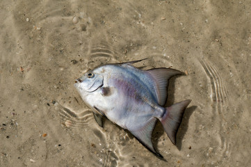 Many different types of fish washed up onto St. Pete Beach, Florida due to a Red Tide causing fish and marine animals to die.