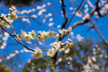 Plun blossoms in Koishikawa Korakuen Park