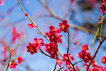 Plun blossoms in Koishikawa Korakuen Park