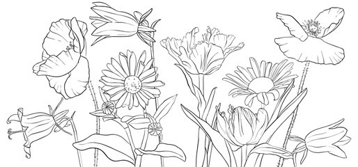 vector drawing poppy flowers