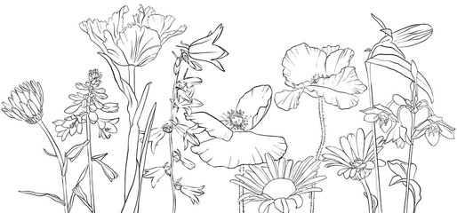 vector drawing poppy flowers