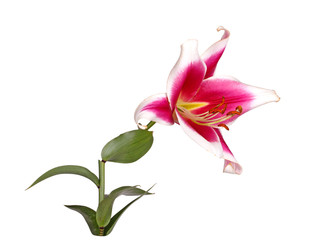 Single flower of a red and white lily culivar isolated