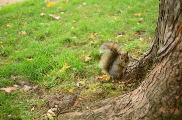 Squirrel on the ground