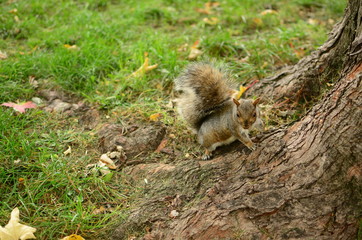 Squirrel next to tree