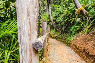 Trail with gravel and a wooden banister between trees and tropical plants. Intense green colors.