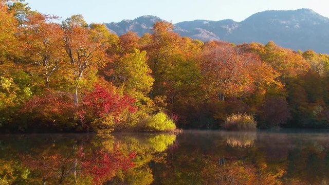 長野県小谷村の鎌池の紅葉