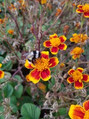 bumblebee on flower 