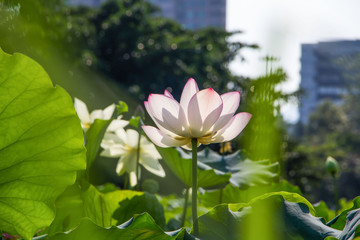 Flowering lotus