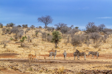 Plains zebra in Kruger National park, South Africa