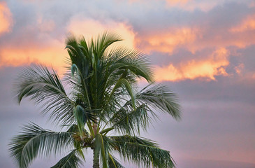 Fototapeta na wymiar Tropical palm trees in Maui sunset