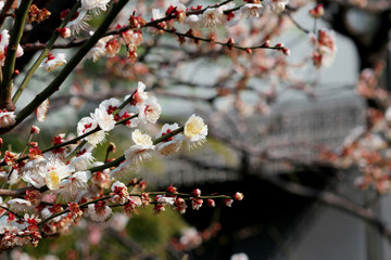 Japanese plum blossoms in early spring
